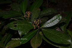 Psychotria flavida